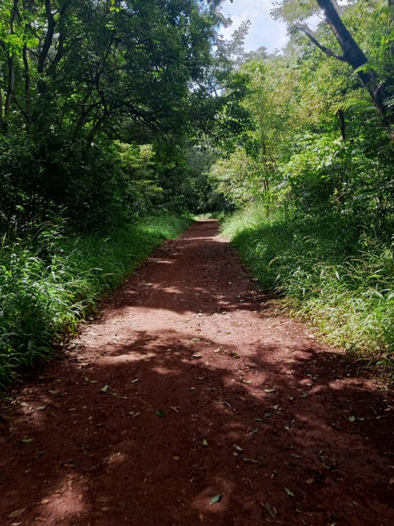 A Complete Guide to Running in Karura Forest, Nairobi