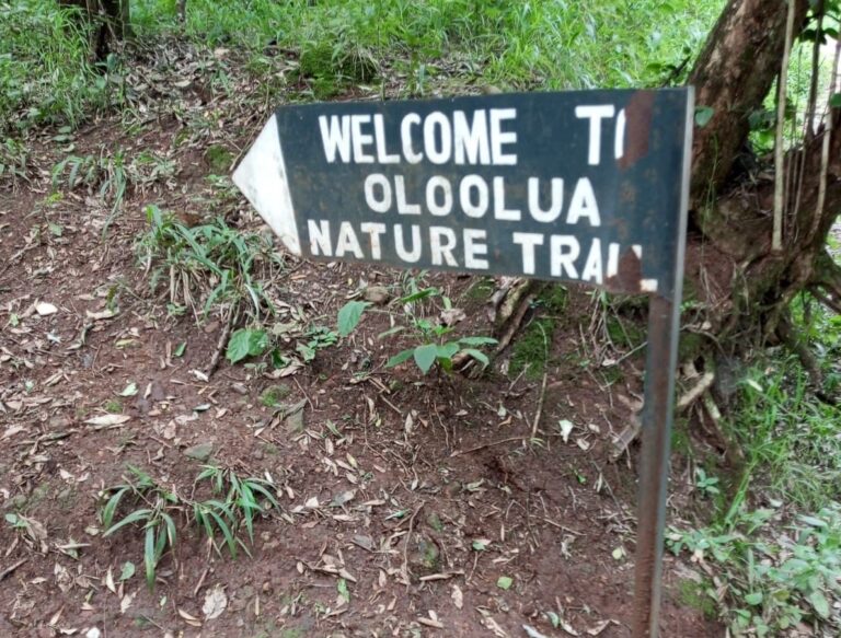 Oloolua Forest’s Guide: How to Get There, Entrance Fee, and Sightseeing